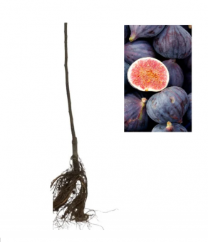 Smochin Brogiotto Nero